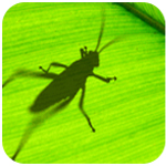 Grasshopper_grasshopper for rhino5İ